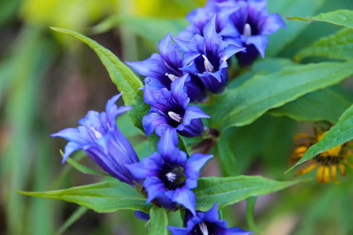 素敵な青紫色のリンドウ