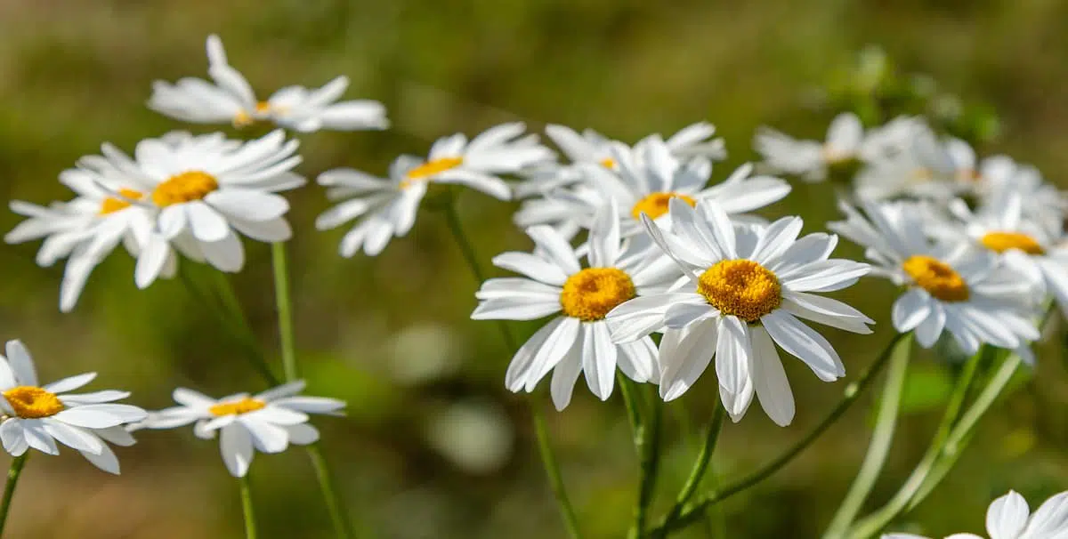 ピレスラムの花