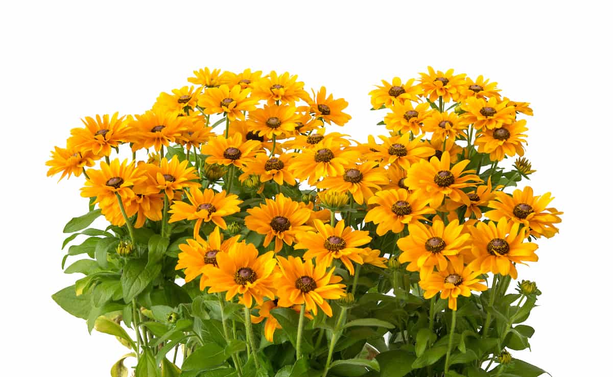 ルドベキアの花