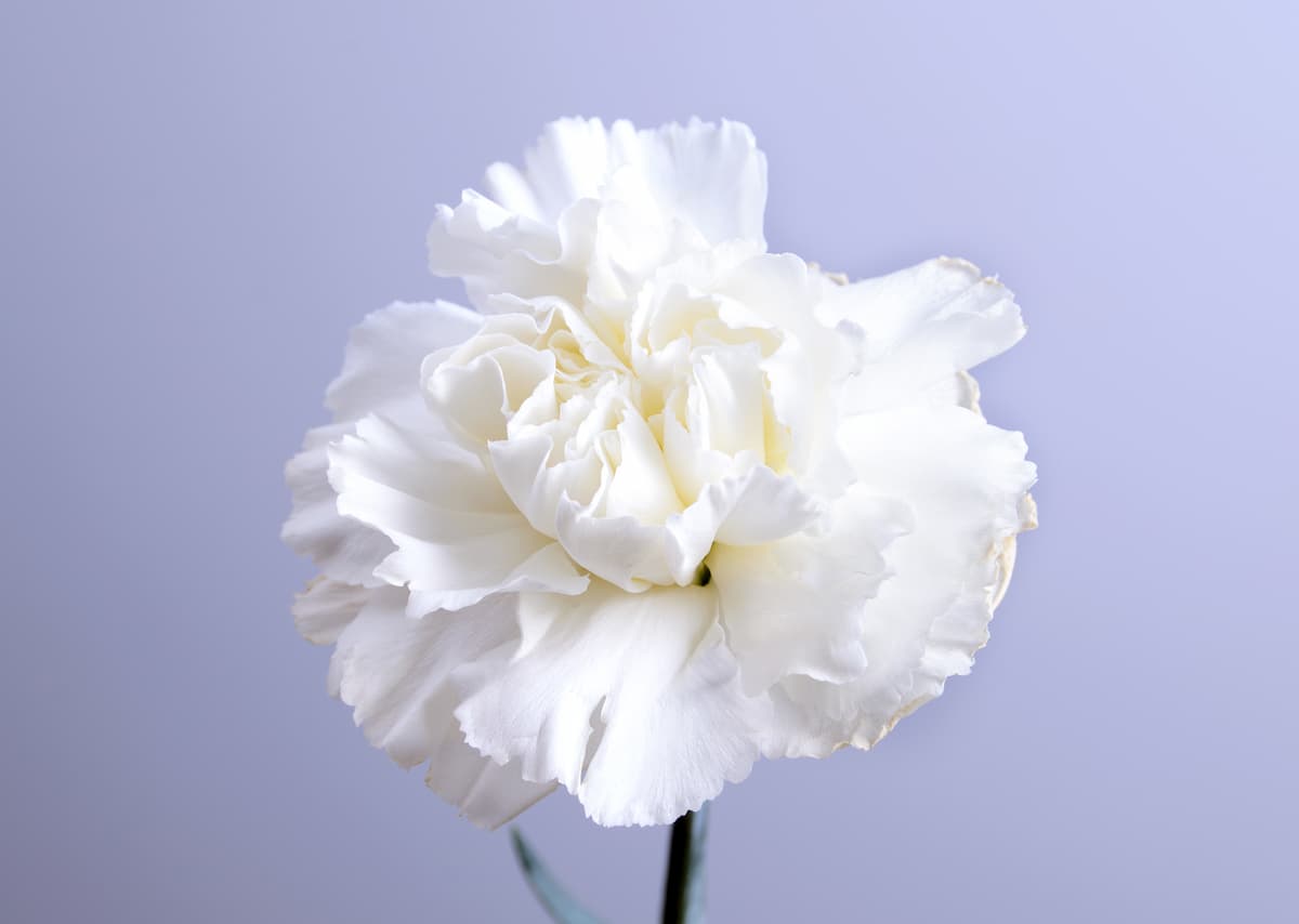 白いカーネーションの花