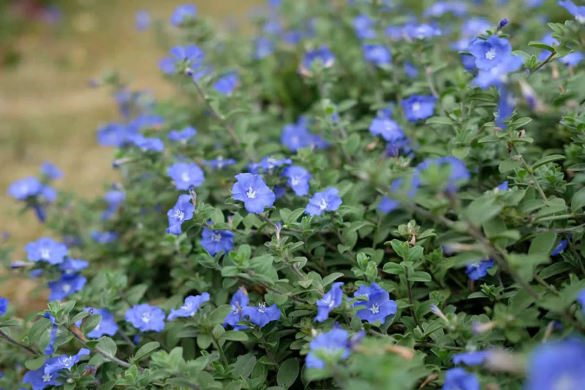 アメリカンブルーの花