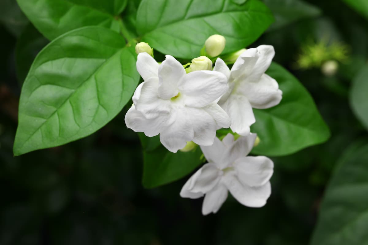 茉莉花（マツリカ）別名ジャスミンの花