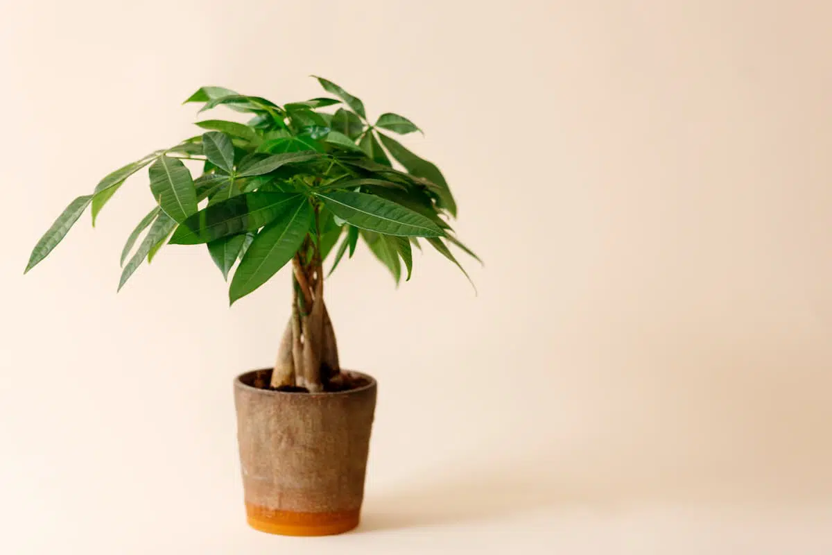 鉢植えのパキラ