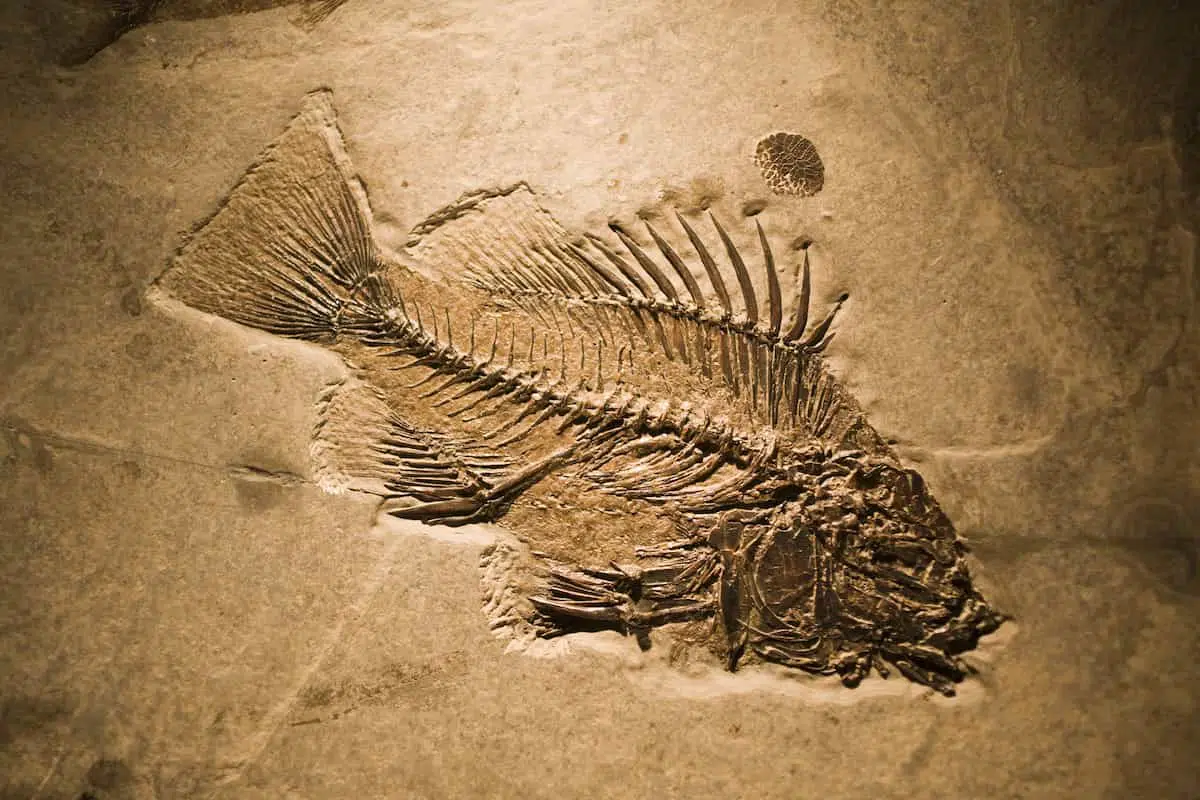 化石の写真
