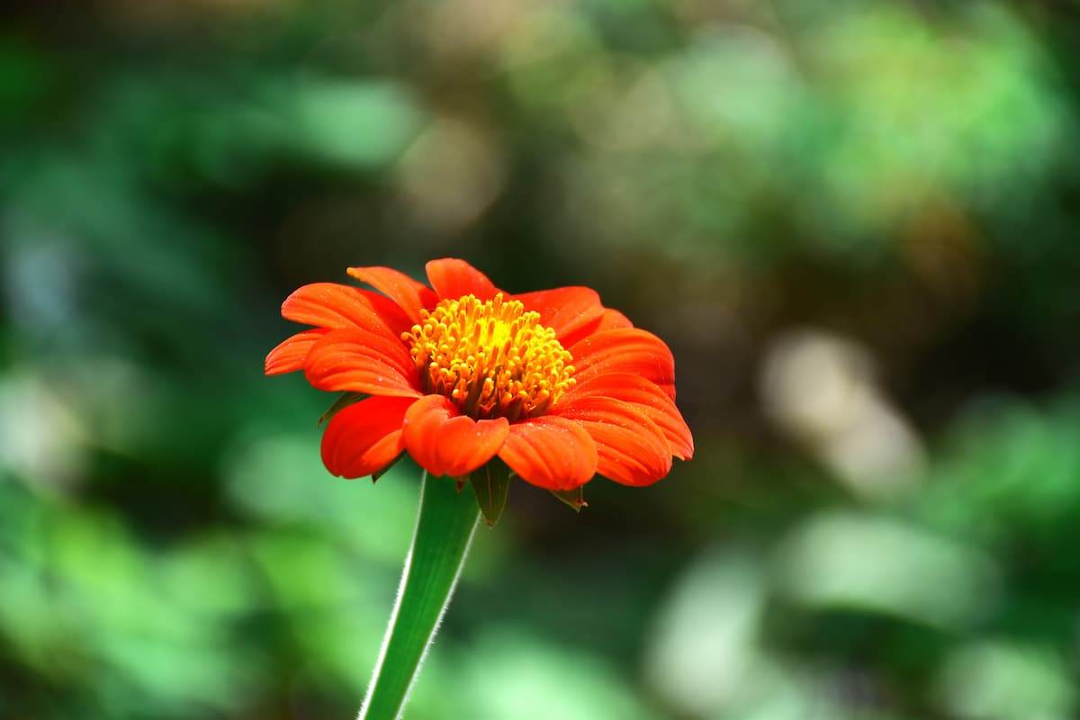 チトニアの花