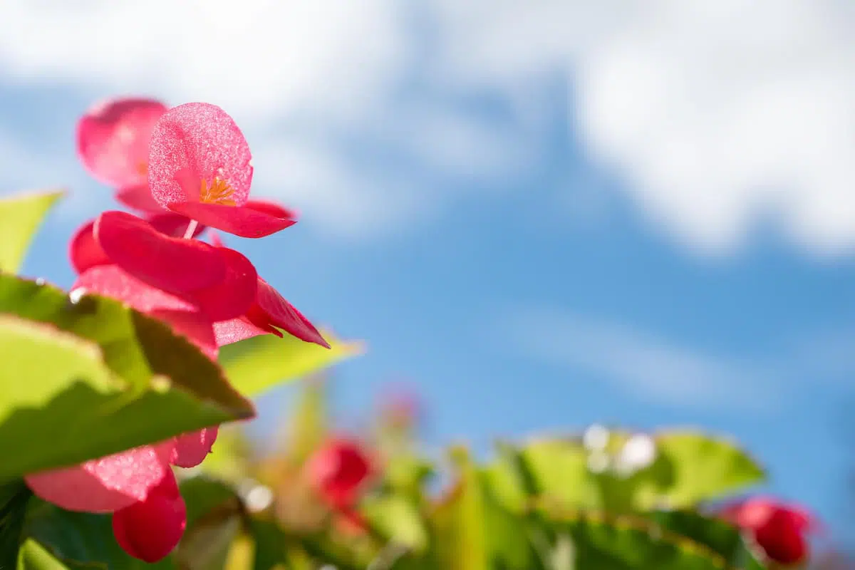 木立ちベゴニアの花