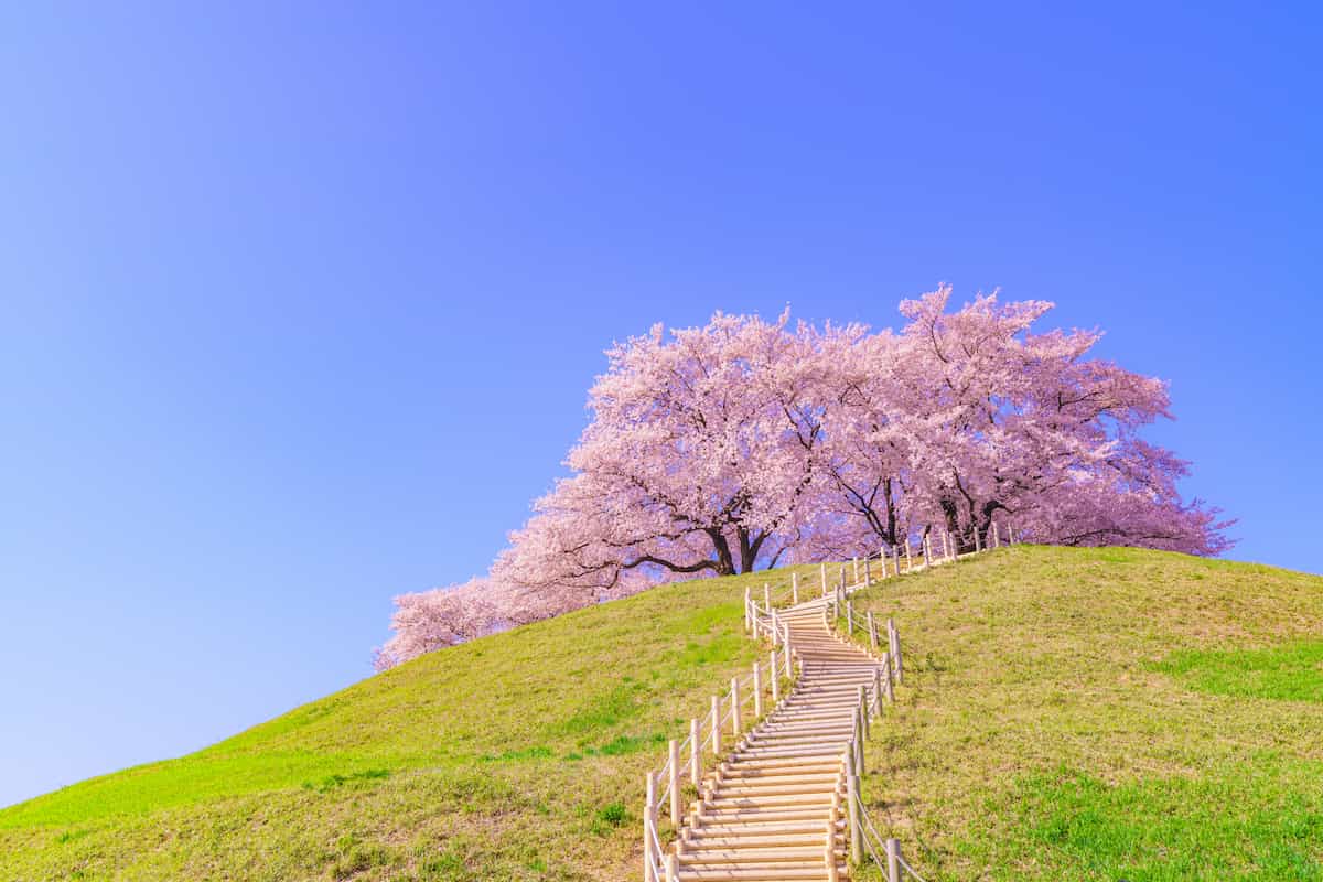 日本の春 さきたま古墳公園の桜
