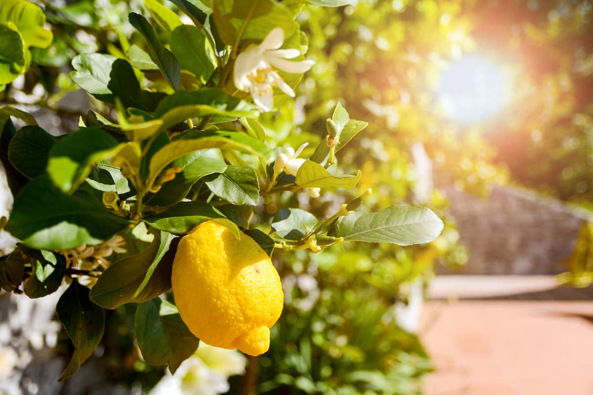 レモンの果実と花