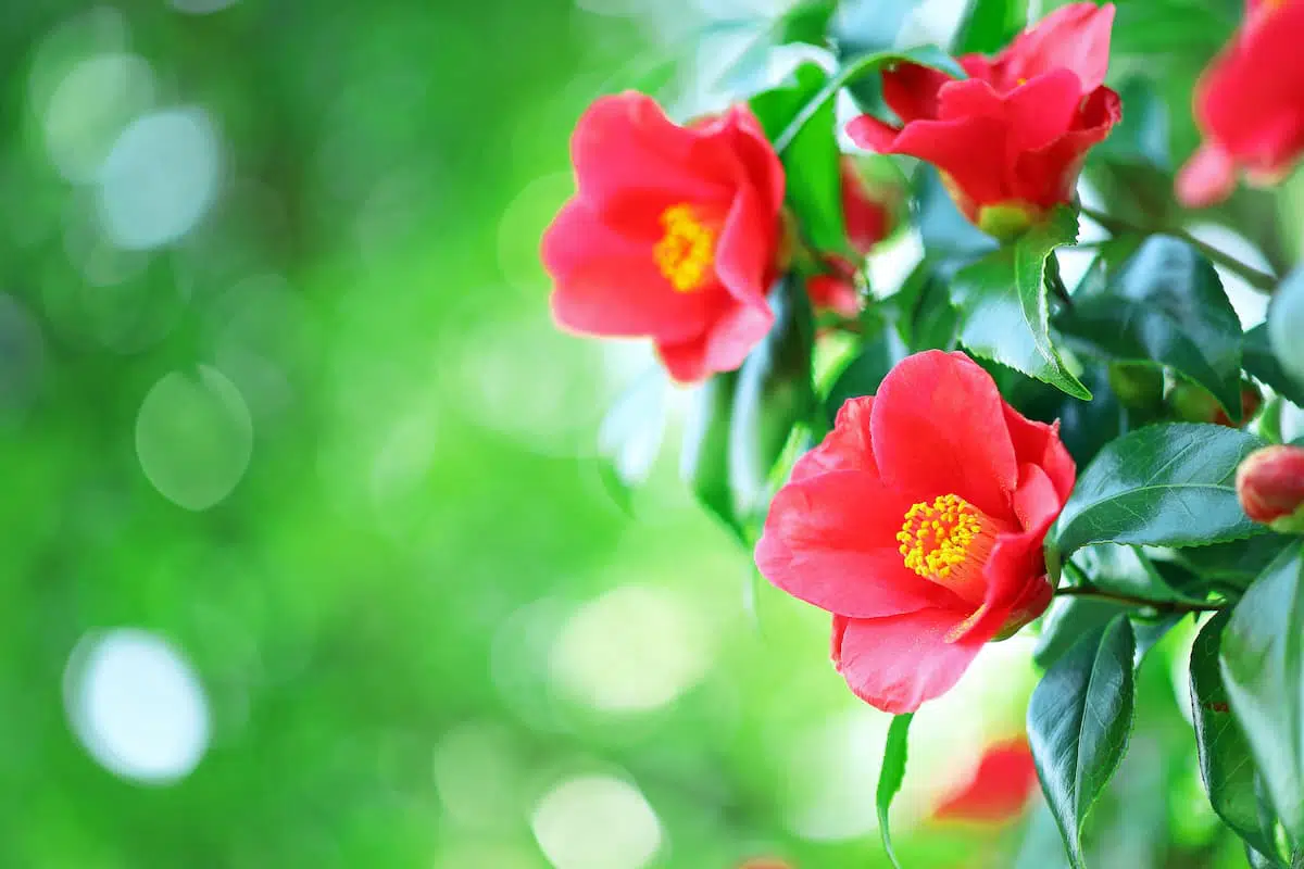 ツバキの花