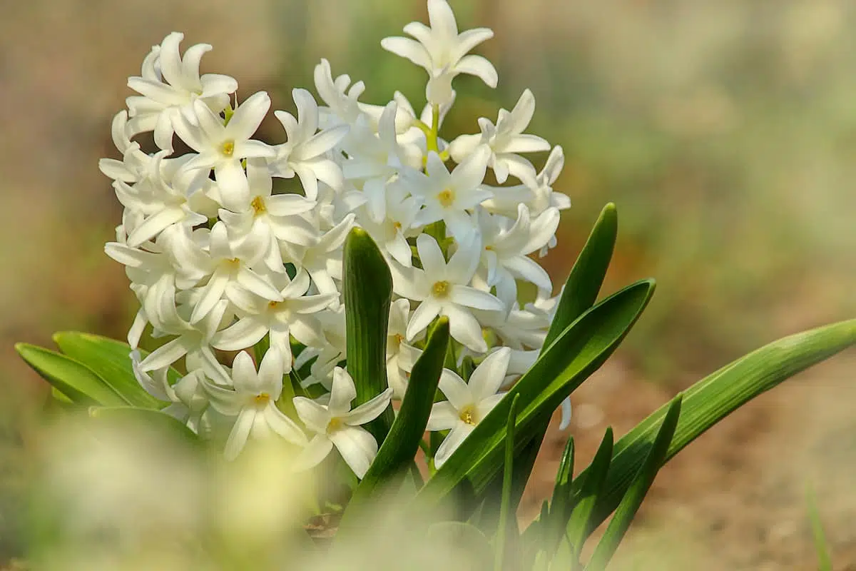 白いヒヤシンスの花