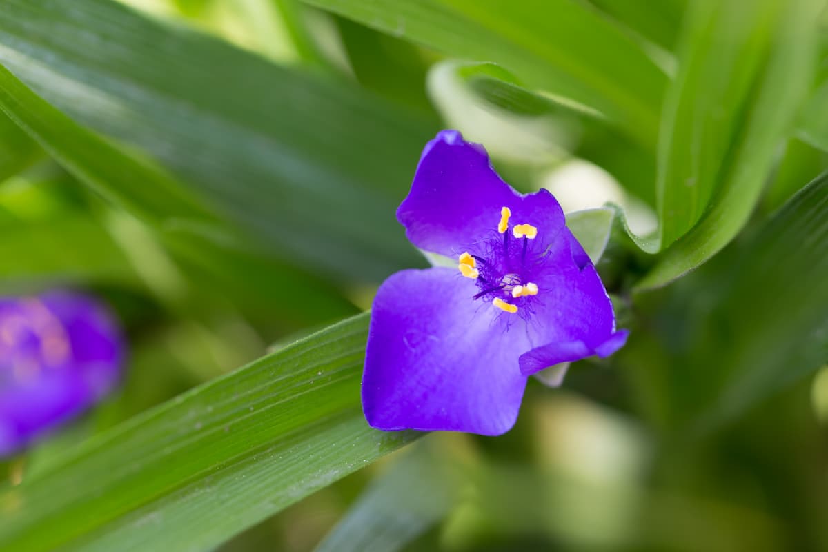 紫露草の花