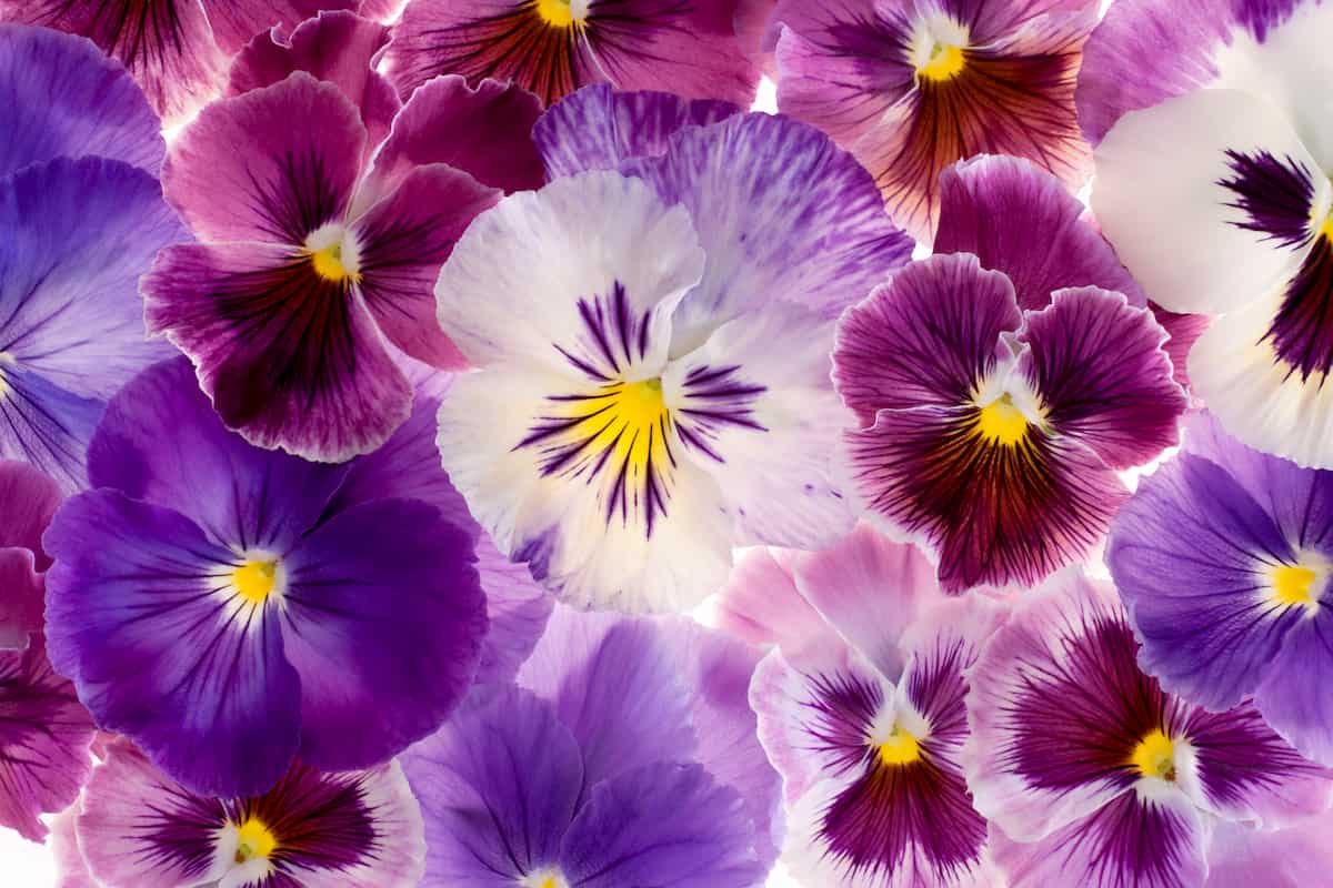 色とりどりな紫のパンジーの花